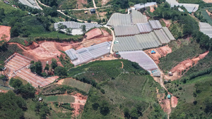 Màu xanh đồi thông bị san gạt, nhường chỗ màu trắng nhà kính chi chít ở Lâm Đồng