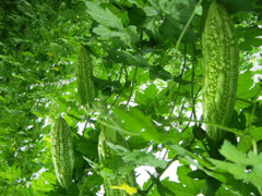 Tháng 6 trồng rau gì ở miền Nam?