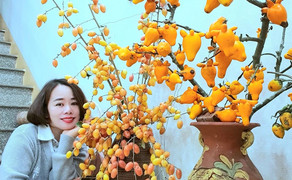 Mê mẩn những cành quả cắm bình độc đáo của cô giáo Phú Thọ