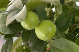 Bí quyết trồng chanh là phải lười; càng bỏ bê, quả càng sai chi chít