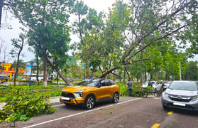 Gió to, cây xanh bật gốc đè bị thương người đi đường tại Bình Định