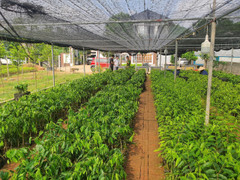 Vạch trần đường dây nhập lậu gần 100.000 cây Dó bầu từ Trung Quốc