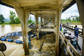 Lũ cuốn trôi bè nuôi cá hàng chục tấn, gây thiệt hại tiền tỷ
