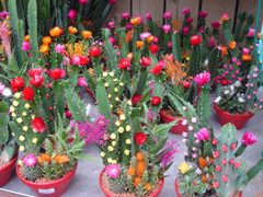 Tháng 6 nên trồng loại hoa nào?