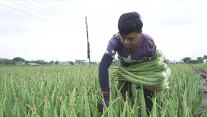 Từ cát nóng thành 'vàng xanh': Nông dân Ninh Thuận giàu lên nhờ Nha Đam