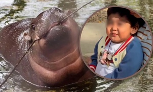 Xúc động cảnh cậu bé ung thư được thỏa ước mơ gặp hà mã Moo Deng trước khi mất