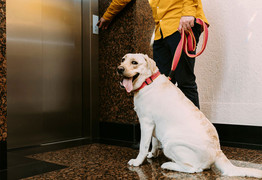 Phê bình vụ chó 'đi bậy' ở thang máy, tôi bị mắng 'chấp nhặt cả với con vật'