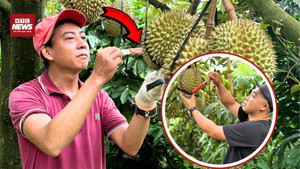 Độc lạ nghề gõ sầu riêng kiếm 100 triệu mỗi tháng