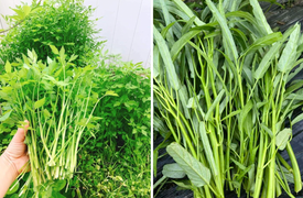 Chuyên gia cảnh báo những loại rau là 'ổ sán', không nên ăn sống