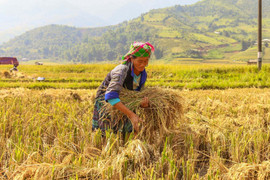 Tổng điều tra nông thôn, nông nghiệp năm 2025 từ ngày 1/7