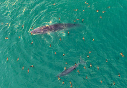 'Gã khổng lồ' đại dương tung vũ điệu săn mồi ở vùng biển Gia Lai