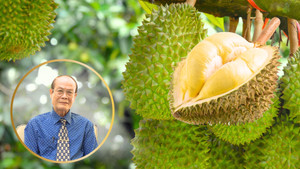 Nông nghiệp Net Zero: 'Neo trái' sầu riêng chờ tăng giá có là giải pháp tốt?