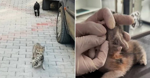 Xúc động cảnh mèo mẹ tha mèo con bị bệnh đến phòng khám thú y cầu cứu