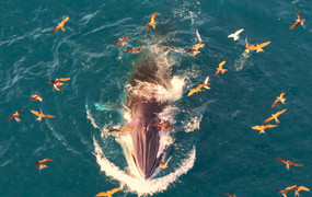 Phát hiện thêm cá voi tung ‘vũ điệu săn mồi’ tại vùng biển Nhơn Lý của Gia Lai