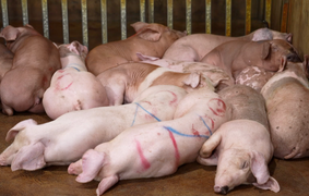 Phá đường dây giết mổ lợn bệnh rồi bán khắp các chợ, nhà hàng Hà Nội