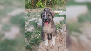 Tiếng sủa của chú chó cứu 67 người khỏi lũ quét sắp xóa sổ ngôi làng ở Ấn Độ