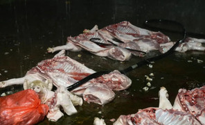 Chợ đầu mối hay chợ đầu độc?