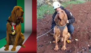 Italy: Chó nghiệp vụ bị sát hại bằng thức ăn trộn đinh gây phẫn nộ