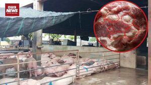 Ăn nhầm thịt lợn nhiễm dịch tả châu Phi nguy cơ ngộ độc, tử vong