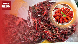 Tôm hùm đất Trung Quốc cấm nhập vẫn ngang nhiên bán khắp chợ mạng