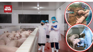 Tiêu thụ lợn chết, lợn bệnh: Trách nhiệm thuộc về ai?