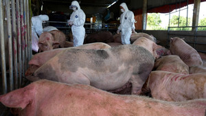 Một cơ sở ở Quảng Ngãi thu gom hàng chục con lợn mắc dịch tả lợn châu Phi