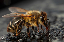 Lần đầu tiên có thiết bị điều khiển não loài ong, ra lệnh cho chúng đi cứu nạn