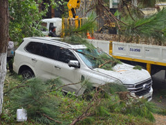 Cây xanh bật gốc đè bẹp ô tô, nhà tốc mái trong mưa lớn ở Đà Lạt
