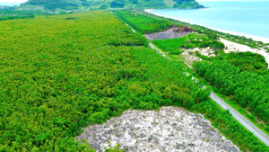 Rừng dẻ cổ thụ ven biển hiếm có ở miền Trung nằm trong quy hoạch sân Golf