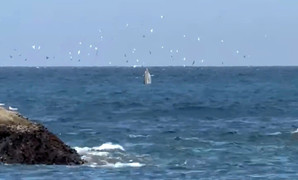 Cá voi xuất hiện trong vịnh Nha Trang