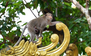 Ngôi chùa độc đáo trên núi ở TP.HCM, nơi bầy khỉ hoang nương náu