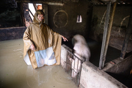 Nước dâng cao gần 1m, người Thanh Hoá vội vã sơ tán đồ đạc, đưa lợn đi tránh lũ