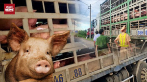 Bắt xe tải chở lợn ‘bẩn’ trên đường vào Nam tiêu thụ 