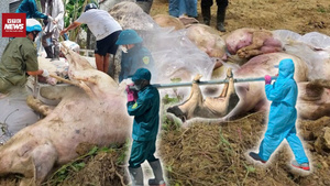 Quảng Trị: Xã chỉ 1 cán bộ thú y, ai sẽ chặn dòng lây lan dịch tả lợn châu Phi?