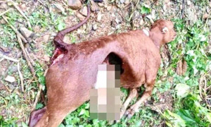 Sói hoang tấn công khiến 50 con trâu, bò bị chết