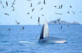Cá voi nhảy múa, săn mồi ở vịnh Nha Trang
