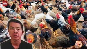 Chiêu trò chiếm đoạt hơn 12 tấn gà tre của kẻ lừa đảo