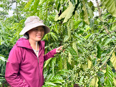 Cà phê tăng giá như vàng, nông dân gom tiền mở rộng canh tác