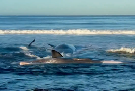 Động vật nháo nhác chưa từng thấy trước trận sóng thần lịch sử