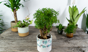 Ý nghĩa phong thủy của cây đinh lăng - loài cây ‘nhỏ mà có võ’