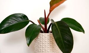 Ý nghĩa phong thủy của cây trầu bà đế vương - biểu tượng của quyền lực