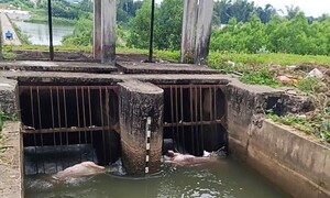 Xác lợn nổi trên kênh ở Quảng Ngãi giữa thời điểm dịch tả lợn châu Phi bùng phát