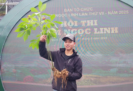 Người dân vùng cao ở Đà Nẵng mang hàng trăm cây sâm Ngọc Linh đi thi