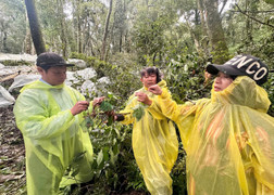 Hơn 26.000 gốc sâm bị hư hại, người dân Quảng Ngãi thiệt hại hàng chục tỷ đồng