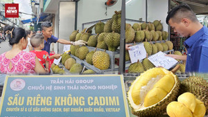 Nông dân tự cứu mình, vượt 300 km bán lẻ sầu riêng sạch