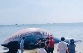 Cận cảnh cá voi dài 11m, nặng 6 tấn trôi vào bờ biển Lâm Đồng