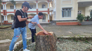 Xác minh việc 3 cây xanh hàng chục năm tuổi tại Lâm Đồng bị cưa hạ