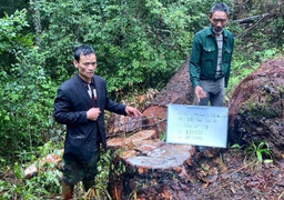 Bắt 4 lâm tặc phá rừng quy mô lớn ở Lâm Đồng