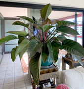 Vì sao người thành đạt thích trồng cây trầu bà đế vương?