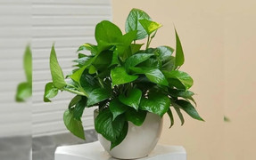 Những loại cây ưa bóng râm, thích hợp trồng ban công thiếu nắng 